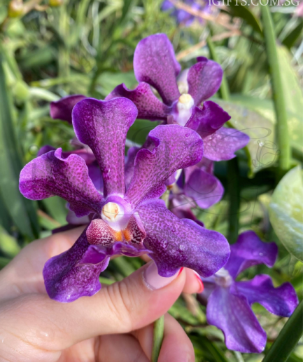 Papilionanda Chao Praya Violet Orchid Crystal,