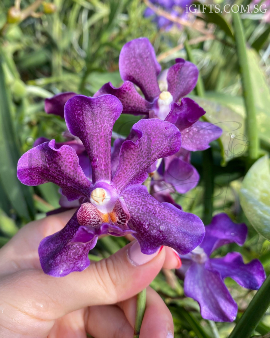 Papilionanda Chao Praya Violet Orchid Crystal,