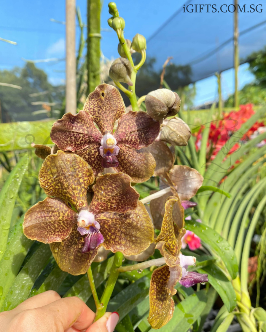 Vanda Mimi Palmer Orchid