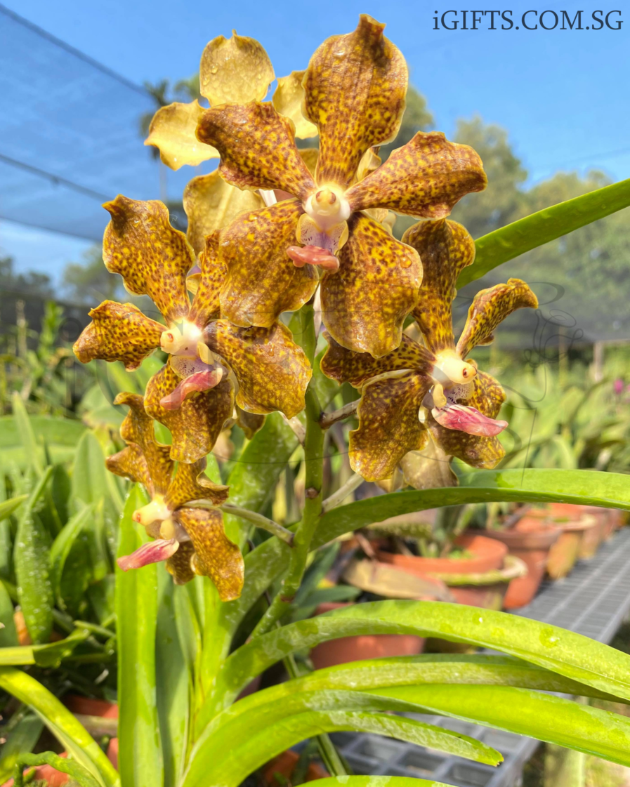 Vanda Mimi Palmer Orchid Crystal,