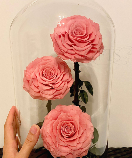 Rose Dome Pink