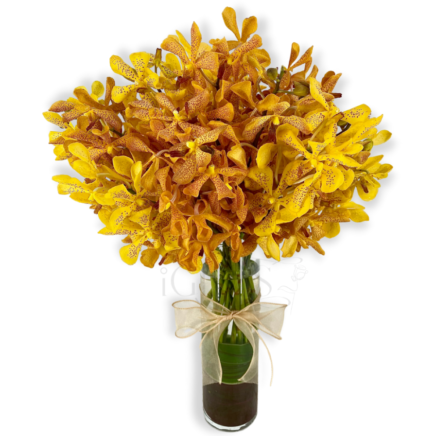Yellowish Orchids Arrangement