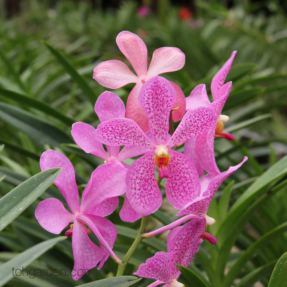 Aranda Chark Kuan 'Pink' orchid