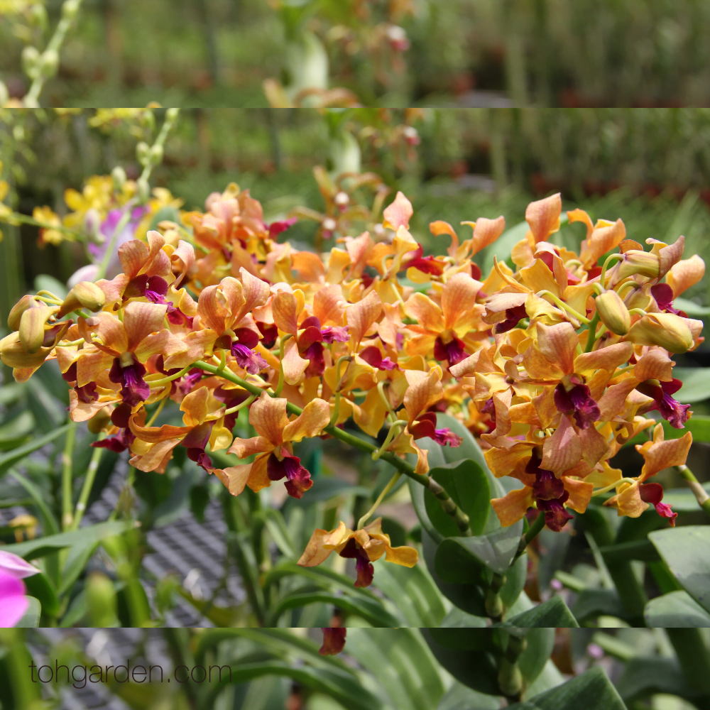 Dendrobium JCAT