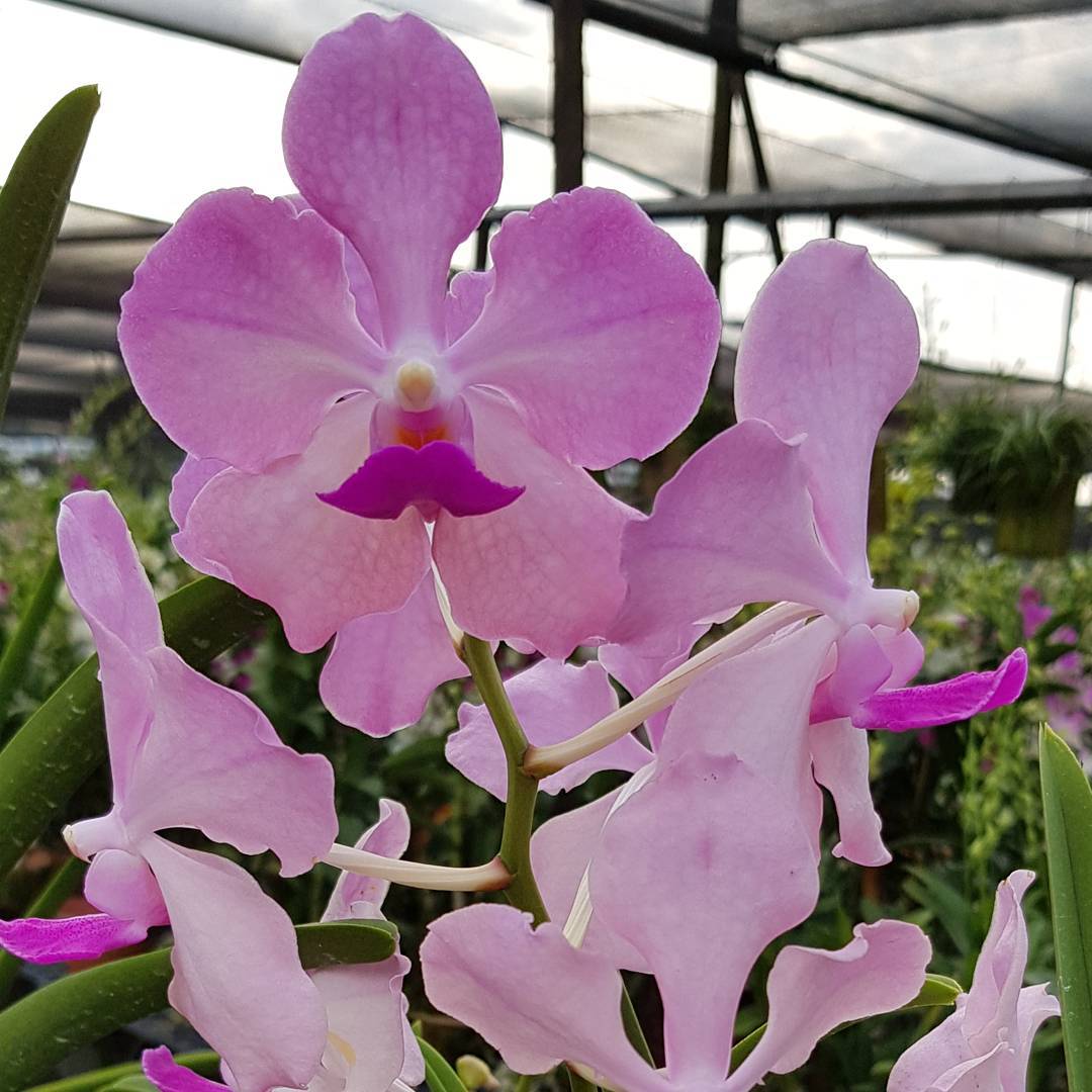 Papilionanda Aileen Chew
