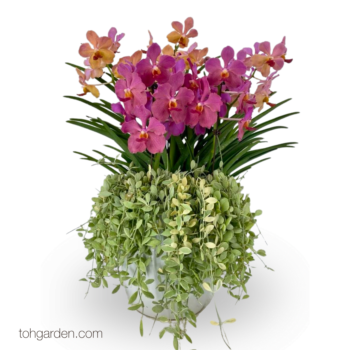 Papilionanda Orchid | Chua Chu Kang Fusion