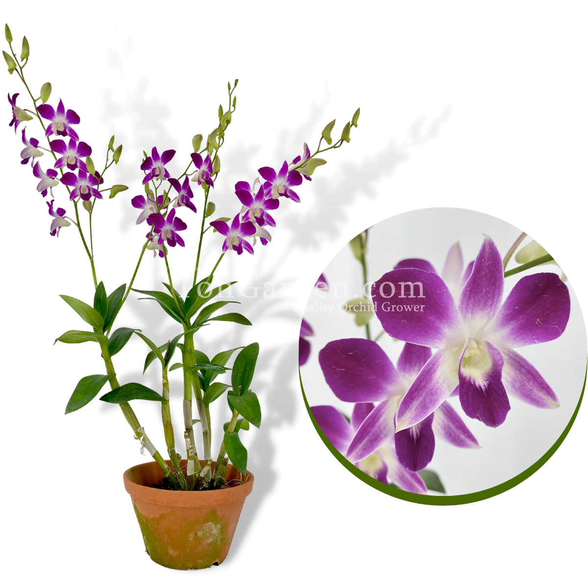 Dendrobium Sonia (1984)